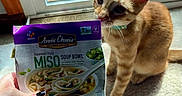 Miso joined the competition — help win amazing prizes! cat, kitten, orange_tabby, curious, indoor, carpet, hand, package, food_package, miso_soup, sunlight, glass_door, window, floor, pet, animal, feline, sniffing, collar, human_hand