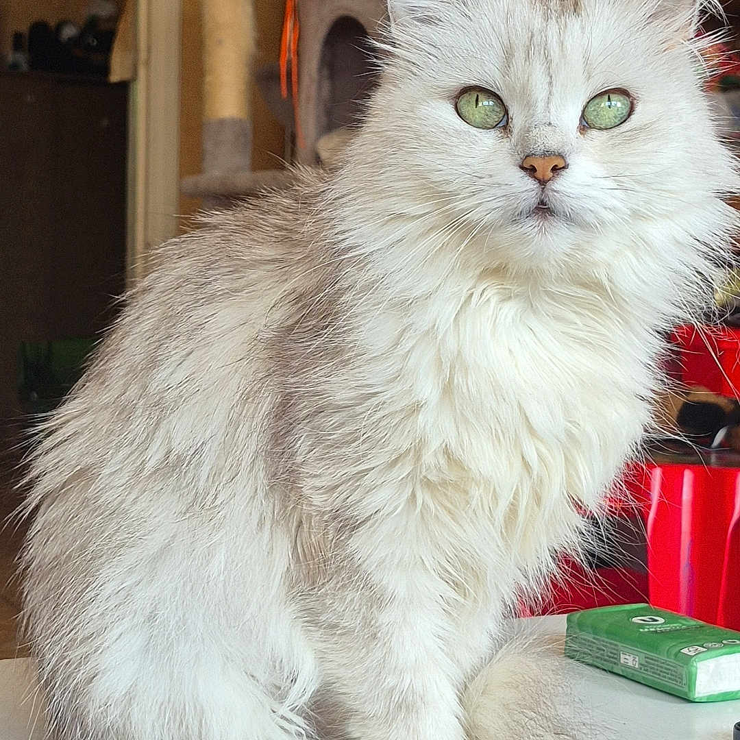 Choumie participe au concours pour gagner de l'argent avec cette photo : animal, calm, cat, cat_tree, close_up, curious, cute, domestic_animal, feline, fluffy, fur, green_eyes, household, indoor, light, pet, portrait, sitting, table, whiskers