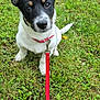 Kiko participe au concours pour gagner de l'argent avec cette photo : puppy, dog, grass, leash, collar, outdoor, pet, animal, cute, young_dog, black_and_white, ears, sitting, nature, greenery, playful, curious, small_dog, friendly, daytime
