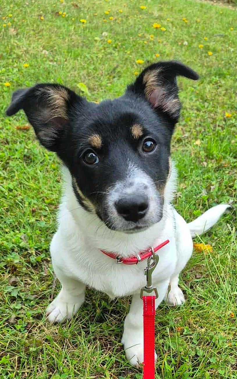 Kiko a rejoint le concours — aidez-le/la à gagner de superbes lots ! puppy, dog, grass, leash, collar, outdoor, pet, animal, cute, ears, black_and_white, young, nature, greenery, sitting, small, face, fur, eyes, playful