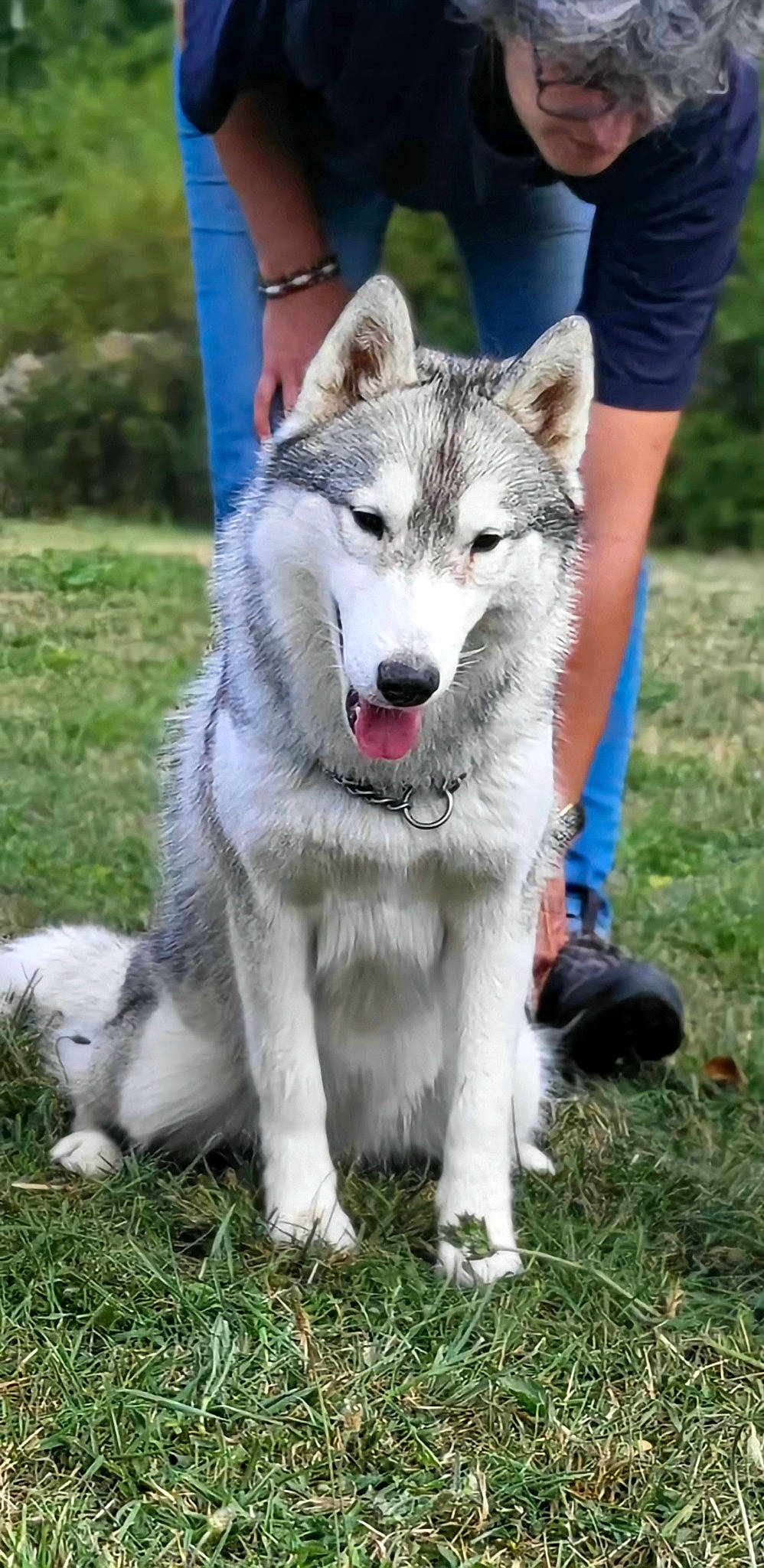 Taska participe au concours pour gagner de l'argent avec cette photo : blue, canidae, canis, carnivore, collar, companion_dog, dog, dog_breed, fur, grass, plant, sled_dog, snout, sporting_group, sulimov_dog, terrestrial_animal, wildlife, wolf, working_animal, working_dog