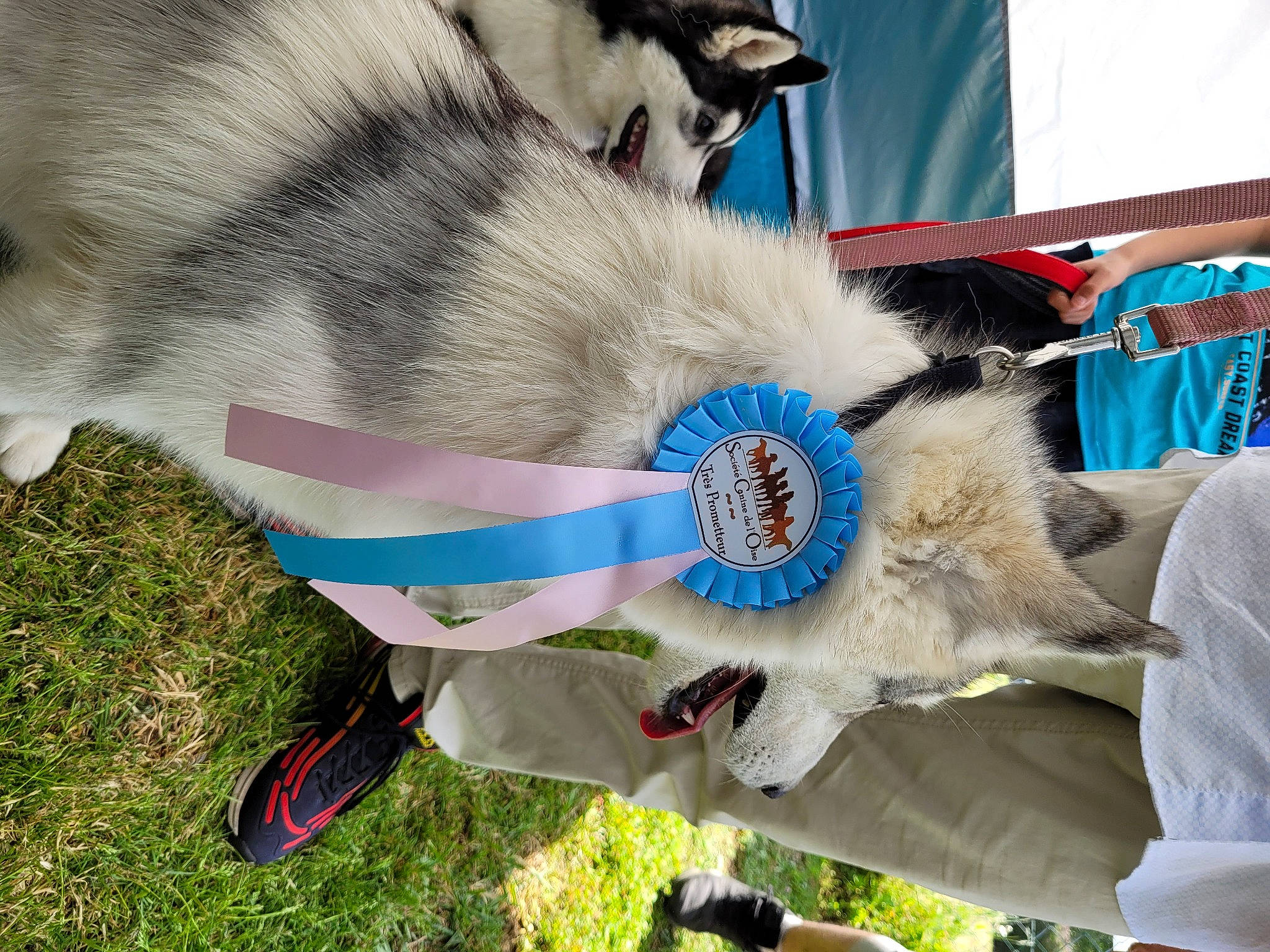 Taska a rejoint le concours — aidez-le/la à gagner de superbes lots ! canidae, carnivore, collar, companion_dog, dog_breed, domestic_short_haired_cat, fashion_accessory, fawn, felidae, fur, grass, leash, recreation, sled_dog, small_to_medium_sized_cats, snout, sporting_group, tail, whiskers, working_animal