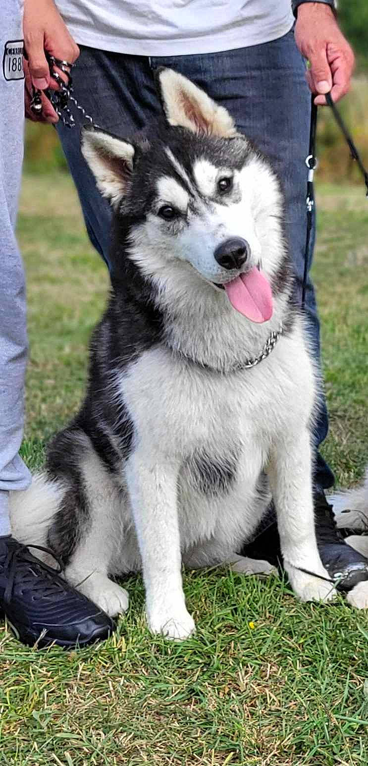 Tya a rejoint le concours — aidez-le/la à gagner de superbes lots ! ancient_dog_breeds, canidae, canis, carnivore, collar, companion_dog, dog, dog_breed, fur, grass, leash, non_sporting_group, plant, siberian_husky, sled_dog, snout, sporting_group, terrestrial_animal, working_animal, working_dog