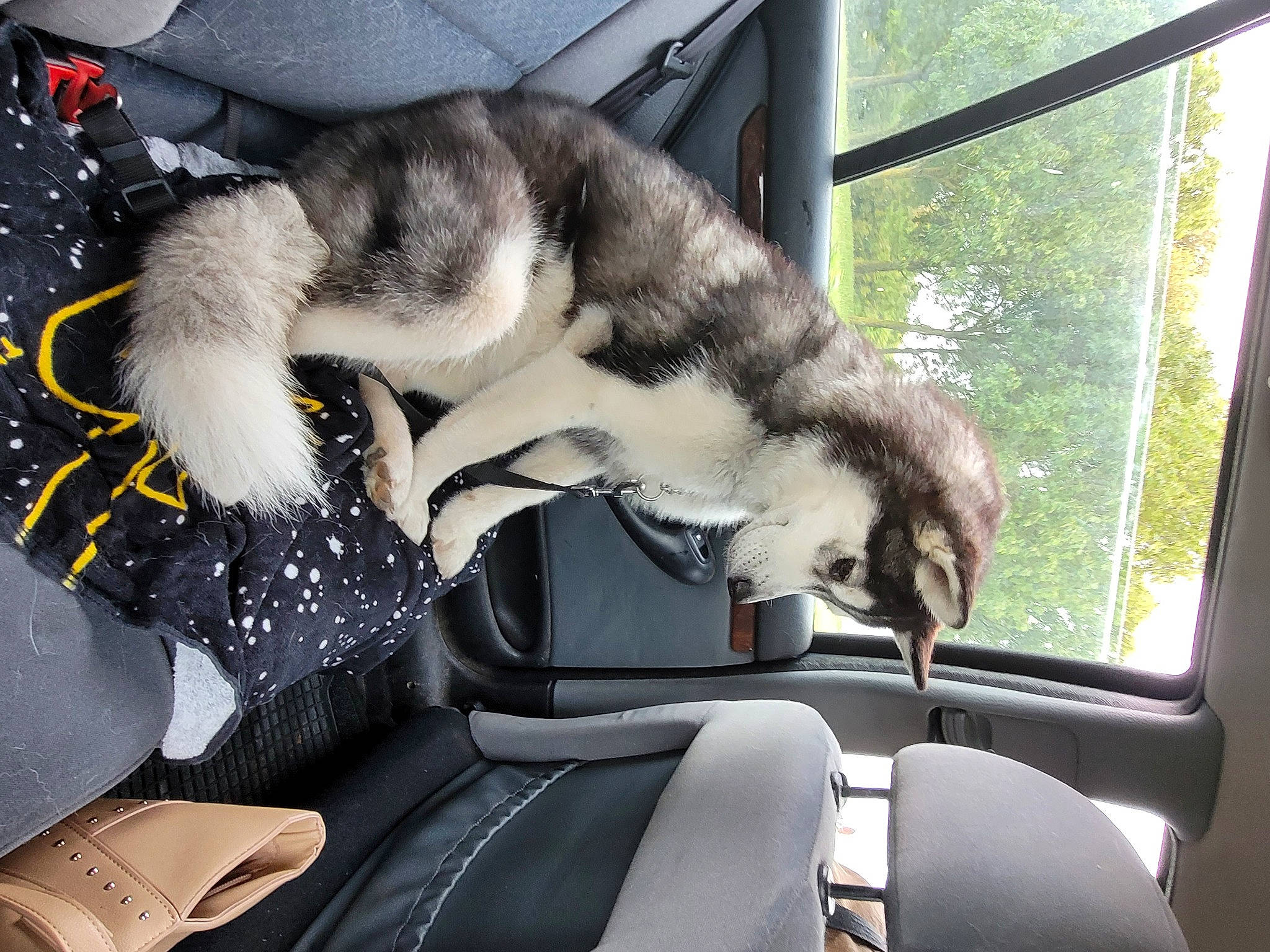 Tya a rejoint le concours — aidez-le/la à gagner de superbes lots ! auto_part, automotive_exterior, automotive_window_part, canidae, car_seat, carnivore, comfort, companion_dog, dog, dog_breed, felidae, fur, glass, paw, small_to_medium_sized_cats, sporting_group, tail, vehicle, window, windshield