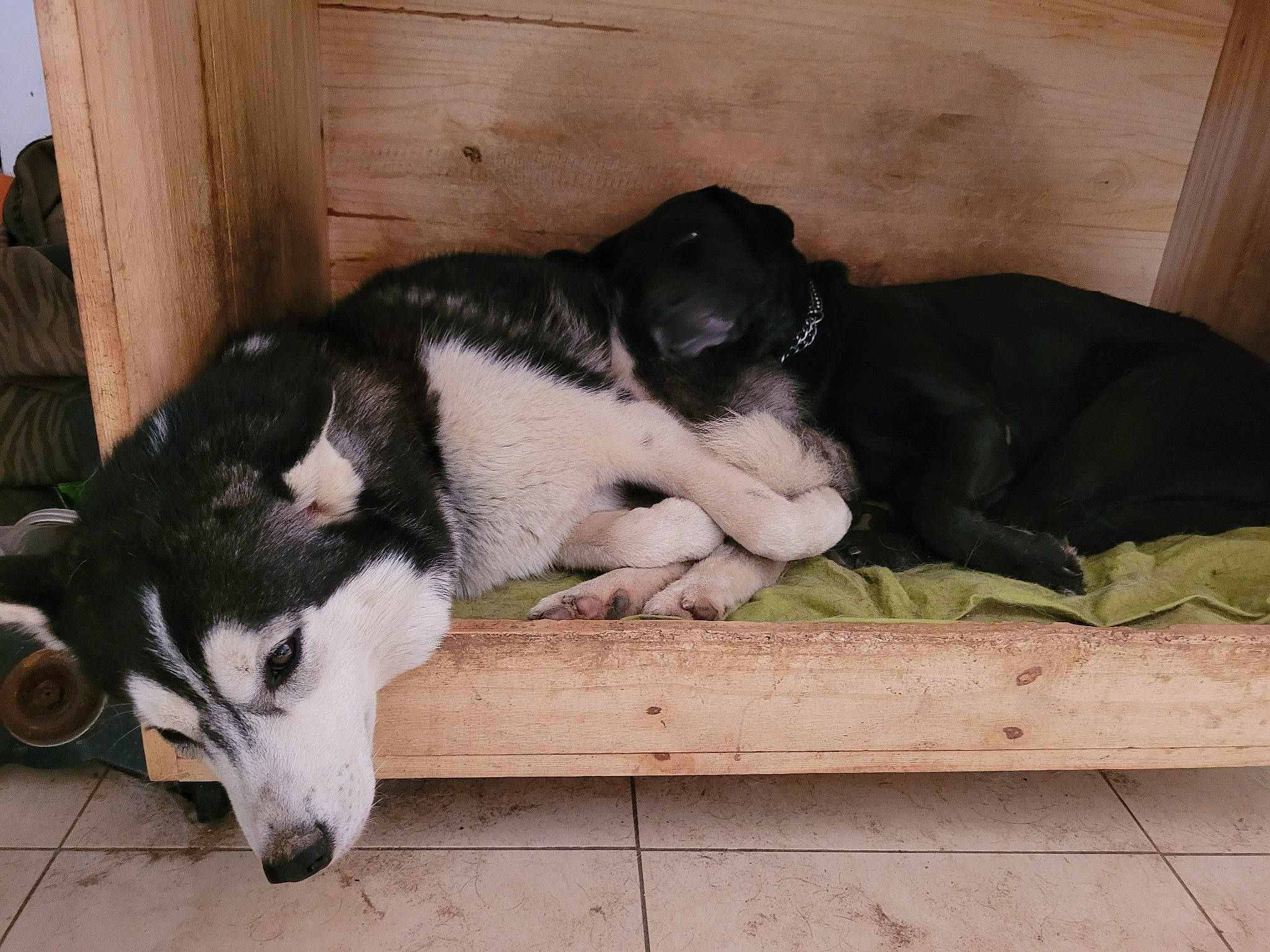 Tya participe au concours pour gagner de l'argent avec cette photo : beaglier, bored, carnivore, comfort, companion_dog, dog, dog_breed, fur, non_sporting_group, siberian_husky, sporting_group, tail, terrestrial_animal, working_animal, working_dog