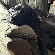 Maximus is registered to the contest to win money with this photo: animal, armrest, black_dog, canine, comfort, couch, cozy, dog, domestic, fur, furniture, home, indoor, large_dog, laying, lounge, pet, relaxed, resting, sleepy