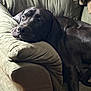 animal, armrest, black_dog, canine, comfort, couch, cozy, dog, domestic, fur, furniture, home, indoor, large_dog, laying, lounge, pet, relaxed, resting, sleepy