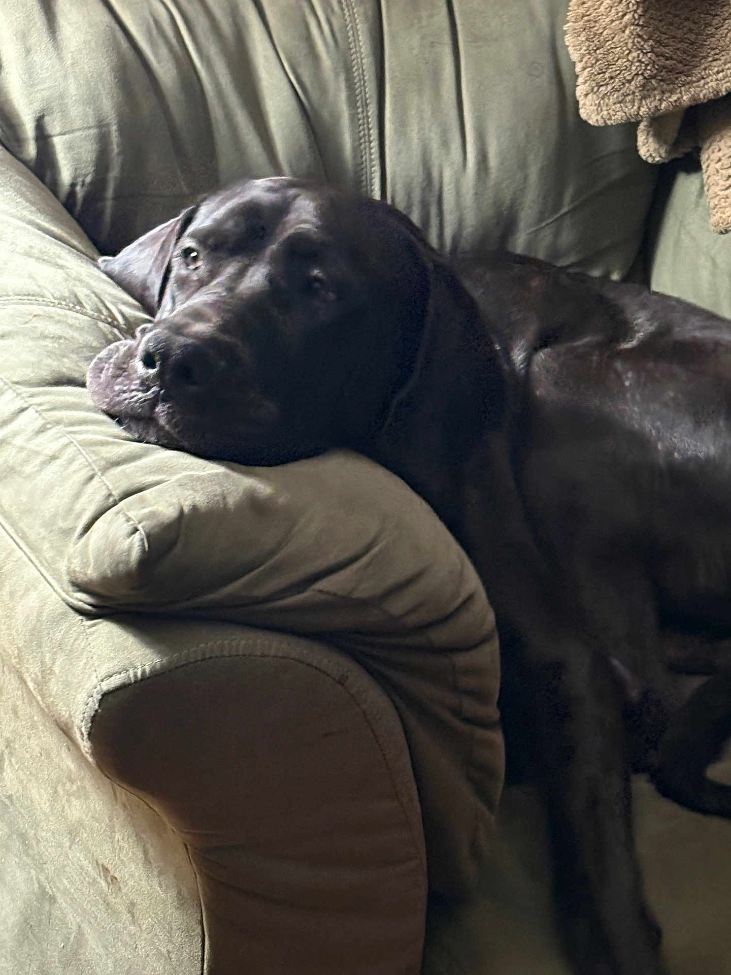 Maximus