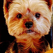 Zeus a rejoint le concours — aidez-le/la à gagner de superbes lots ! animal, black_nose, brown_fur, close_up, companion, curious, cute, dog, domestic_animal, ears, eyes, face, fluffy, fur, indoor, looking, pet, portrait, small_dog, wooden_surface