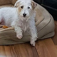 Lucas joined the competition — help win amazing prizes! animal, bedroom, brown_patch, canine, comfortable, companion, cozy, cute, dog, domestic_animal, fur, fur_texture, indoor, paw, pet, pet_bed, relaxed, resting, white_dog, wooden_floor