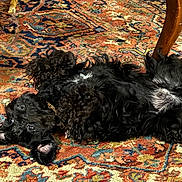 Burreaux is registered to the contest to win money with this photo: animal, black_dog, carpet, collar, curly_fur, cute, dog, domestic_animal, floor, floppy_ears, fur, home, indoor, lying_down, patterned_rug, pet, relaxed, rug, upside_down, wooden_table_leg