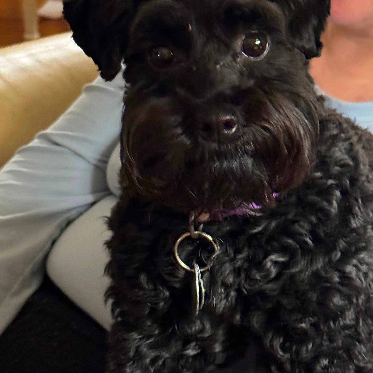 Burreaux is registered to the contest to win money with this photo: animal, black_dog, close_up, collar, comfort, companion, couch, curly_fur, dog, eyes, face, furniture, human_hand, indoor, lap, metal_ring, nose, person, pet, portrait