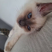 Aneth a rejoint le concours — aidez-le/la à gagner de superbes lots ! kitten, cat, blue_eyes, fluffy, fur, whiskers, close_up, pet, animal, relaxed, laying_down, cute, soft_texture, indoor, young_cat, portrait, feline, resting, small, adorable