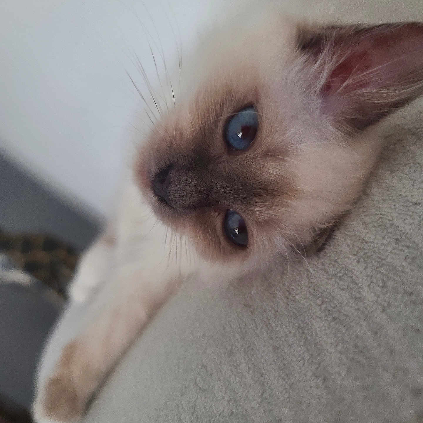 Aneth a rejoint le concours — aidez-le/la à gagner de superbes lots ! adorable, animal, blue_eyes, cat, close_up, cute, feline, fluffy, fur, indoor, kitten, laying_down, pet, portrait, relaxed, resting, small, soft_texture, whiskers, young_cat