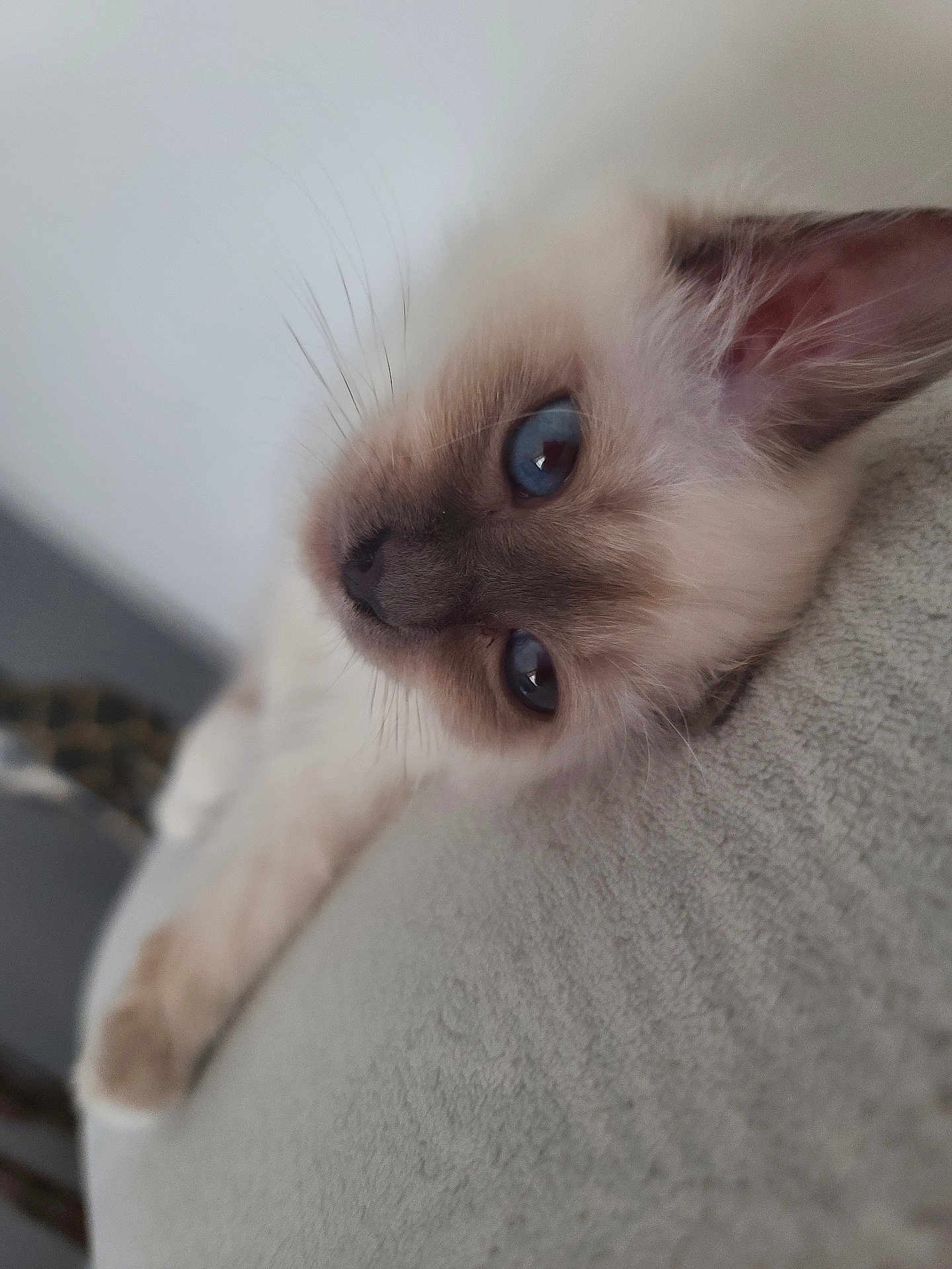 Aneth a rejoint le concours — aidez-le/la à gagner de superbes lots ! kitten, cat, blue_eyes, fluffy, fur, whiskers, close_up, pet, animal, relaxed, laying_down, cute, soft_texture, indoor, young_cat, portrait, feline, resting, small, adorable