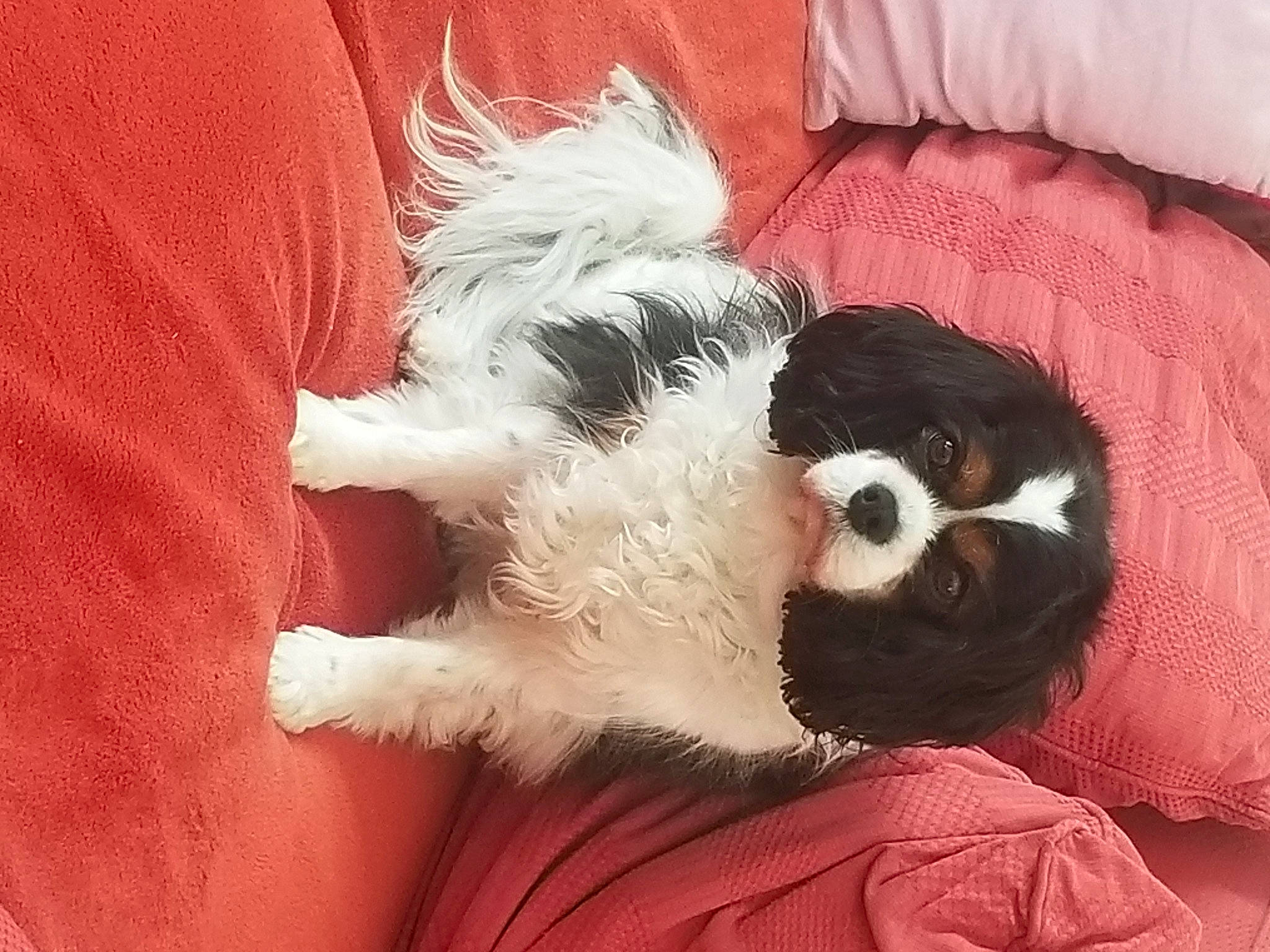 Pookie a rejoint le concours — aidez-le/la à gagner de superbes lots ! canidae, carnivore, comfort, companion_dog, dog, dog_bed, dog_breed, dog_supply, fawn, fur, liver, mal_shi, paw, small_terrier, snout, sporting_group, tail, terrier, toy_dog, working_animal