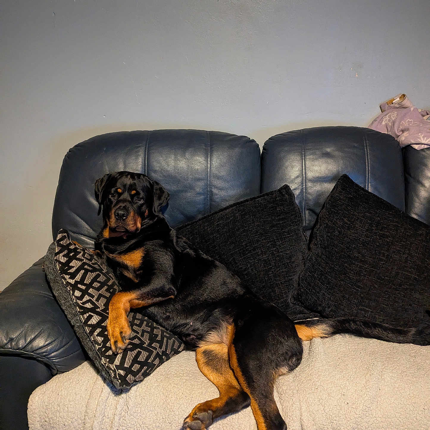 Roxy is registered to the contest to win money with this photo: animal, black, blanket, brown, canine, comfort, couch, dog, fur, home, indoor, laying, leather, living_room, pet, pillow, portrait, relaxed, resting, rottweiler