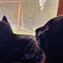 Jet is registered to the contest to win money with this photo: cat, black_cat, window, whiskers, fur, indoor, pets, animals, natural_light, silhouette, relaxing, looking_out, cozy, domestic_cat, feline, closeup, profile, two_animals, resting, quiet