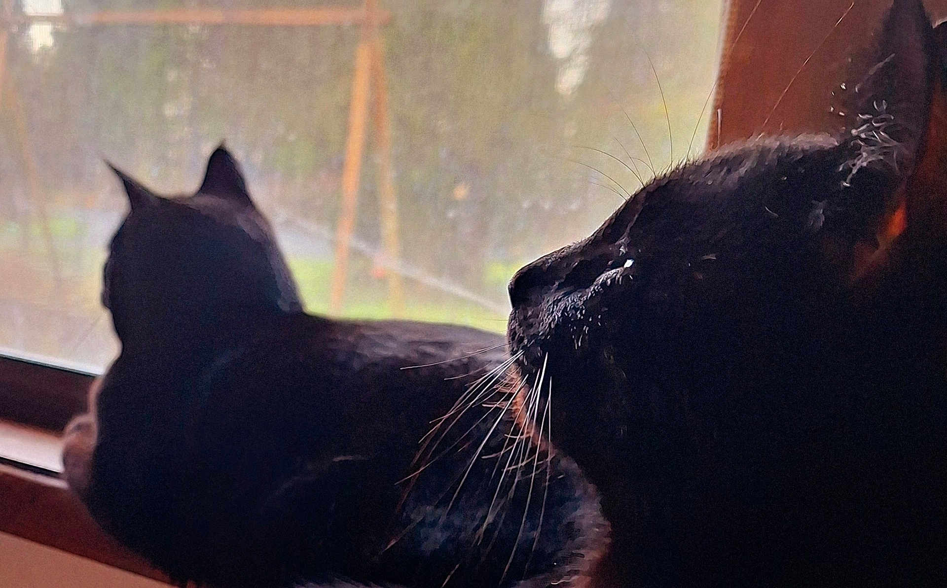 Jet is registered to the contest to win money with this photo: cat, black_cat, window, whiskers, fur, indoor, pets, animals, natural_light, silhouette, relaxing, looking_out, cozy, domestic_cat, feline, closeup, profile, two_animals, resting, quiet