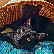 Jet is registered to the contest to win money with this photo: cat, black_cat, pets, animal, basket, quilt, fabric, golden_eyes, whiskers, feline, cozy, resting, indoor, closeup, cute, fur, domestic_animal, sleepy, companion, relaxing