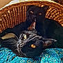 cat, black_cat, pets, animal, basket, quilt, fabric, golden_eyes, whiskers, feline, cozy, resting, indoor, closeup, cute, fur, domestic_animal, sleepy, companion, relaxing