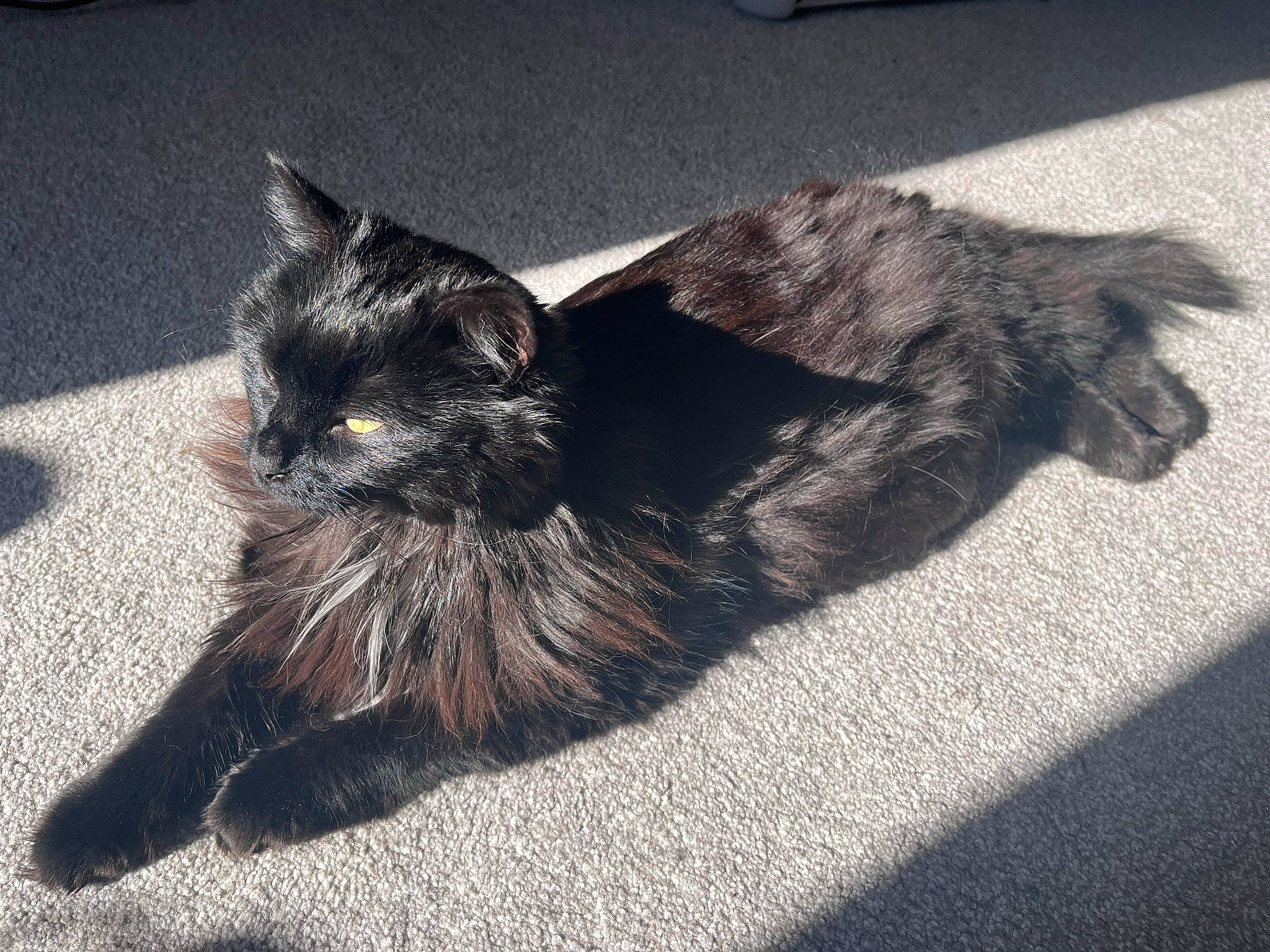 Kiba joined the competition — help win amazing prizes! asphalt, black_cat, carnivore, cat, claw, domestic_short_haired_cat, felidae, flooring, fur, grass, grey, monochrome_photography, paw, road_surface, shadow, small_to_medium_sized_cats, tail, tar, terrestrial_animal, whiskers