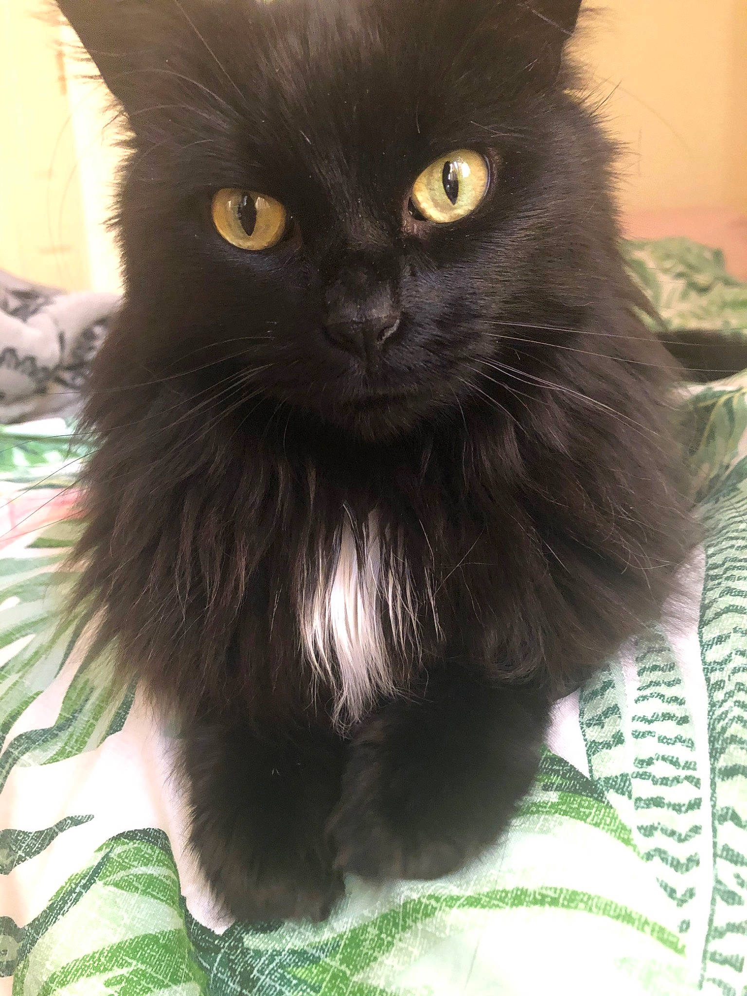Kiba joined the competition — help win amazing prizes! black_cat, bombay, carnivore, cat, claw, domestic_short_haired_cat, felidae, fur, green, small_to_medium_sized_cats, snout, tail, terrestrial_animal, whiskers