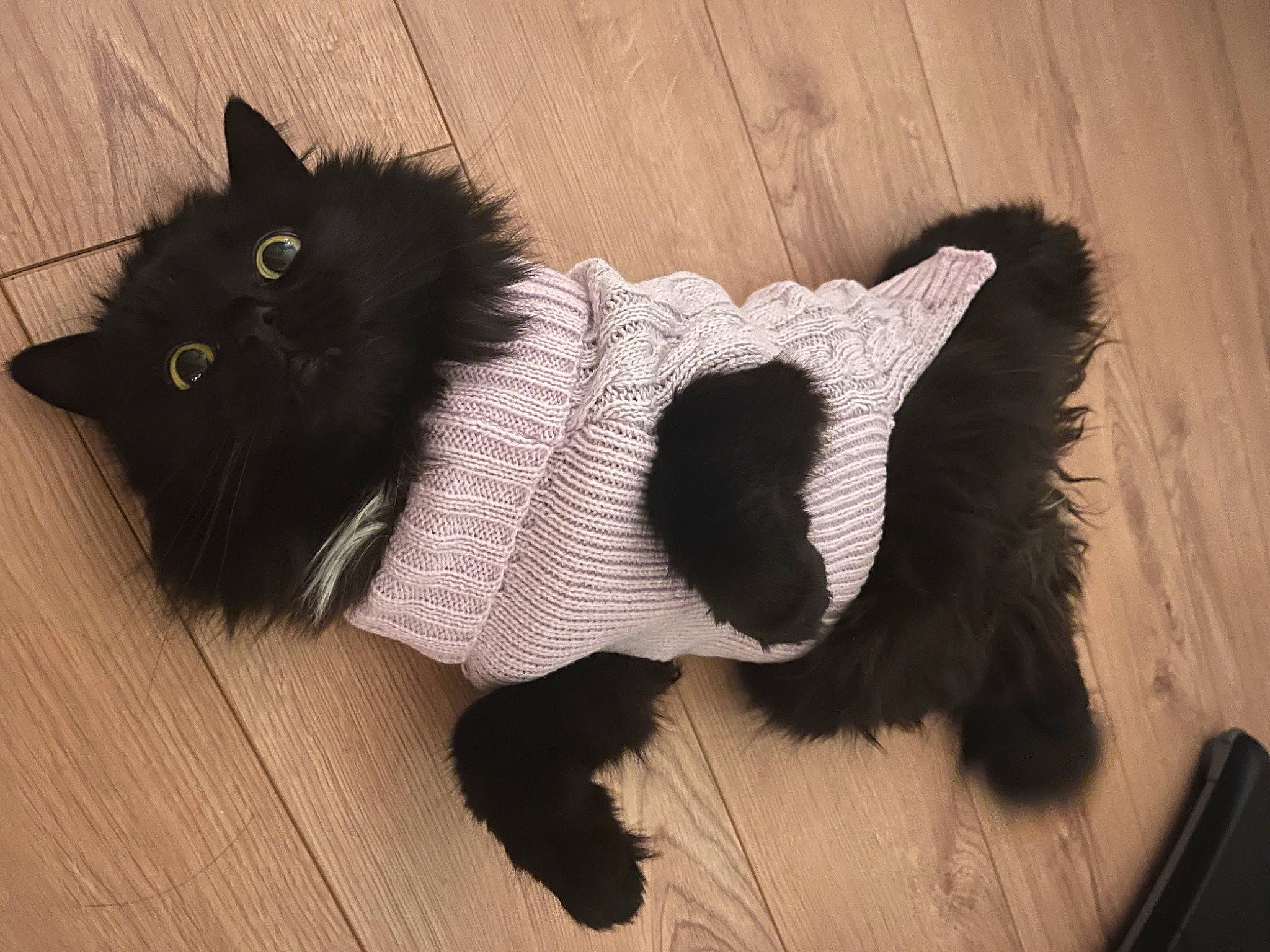 Kiba is registered to the contest to win money with this photo: bow_tie, carmine, carnivore, cat, companion_dog, creative_arts, dog_breed, domestic_short_haired_cat, fashion_accessory, felidae, flooring, fur, hardwood, small_to_medium_sized_cats, snout, tail, whiskers, wood, wool, woolen