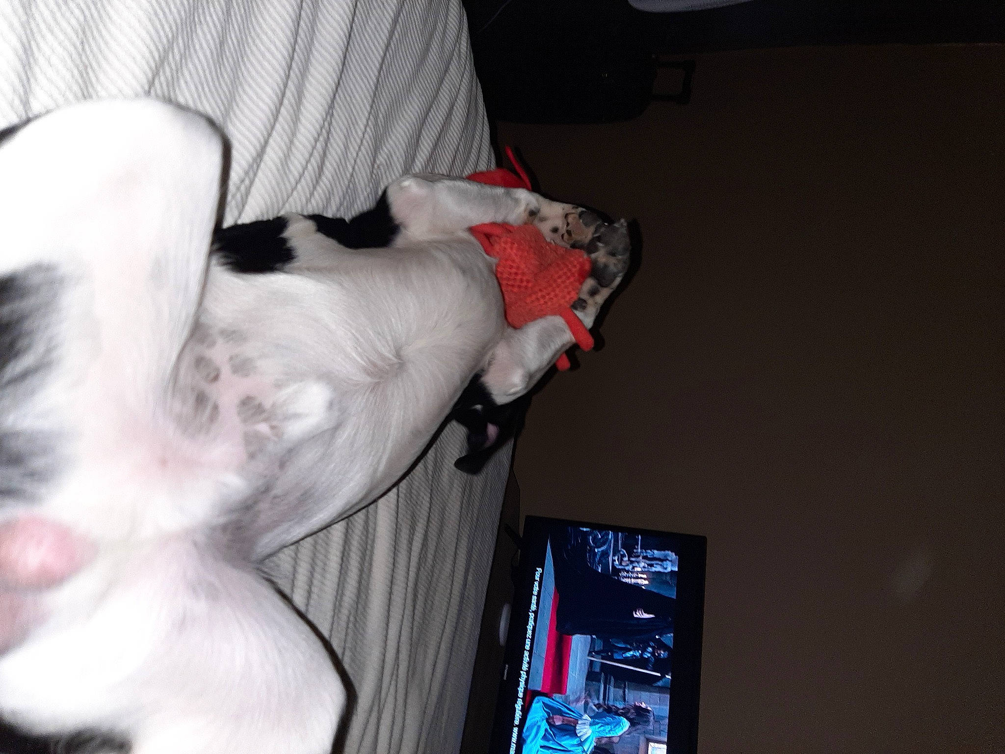 Rasta a rejoint le concours — aidez-le/la à gagner de superbes lots ! carnivore, comfort, companion_dog, display_device, dog_breed, domestic_short_haired_cat, fawn, felidae, foot, fur, gadget, gesture, guard_dog, machine, paw, room, small_to_medium_sized_cats, tail, television_set, whiskers