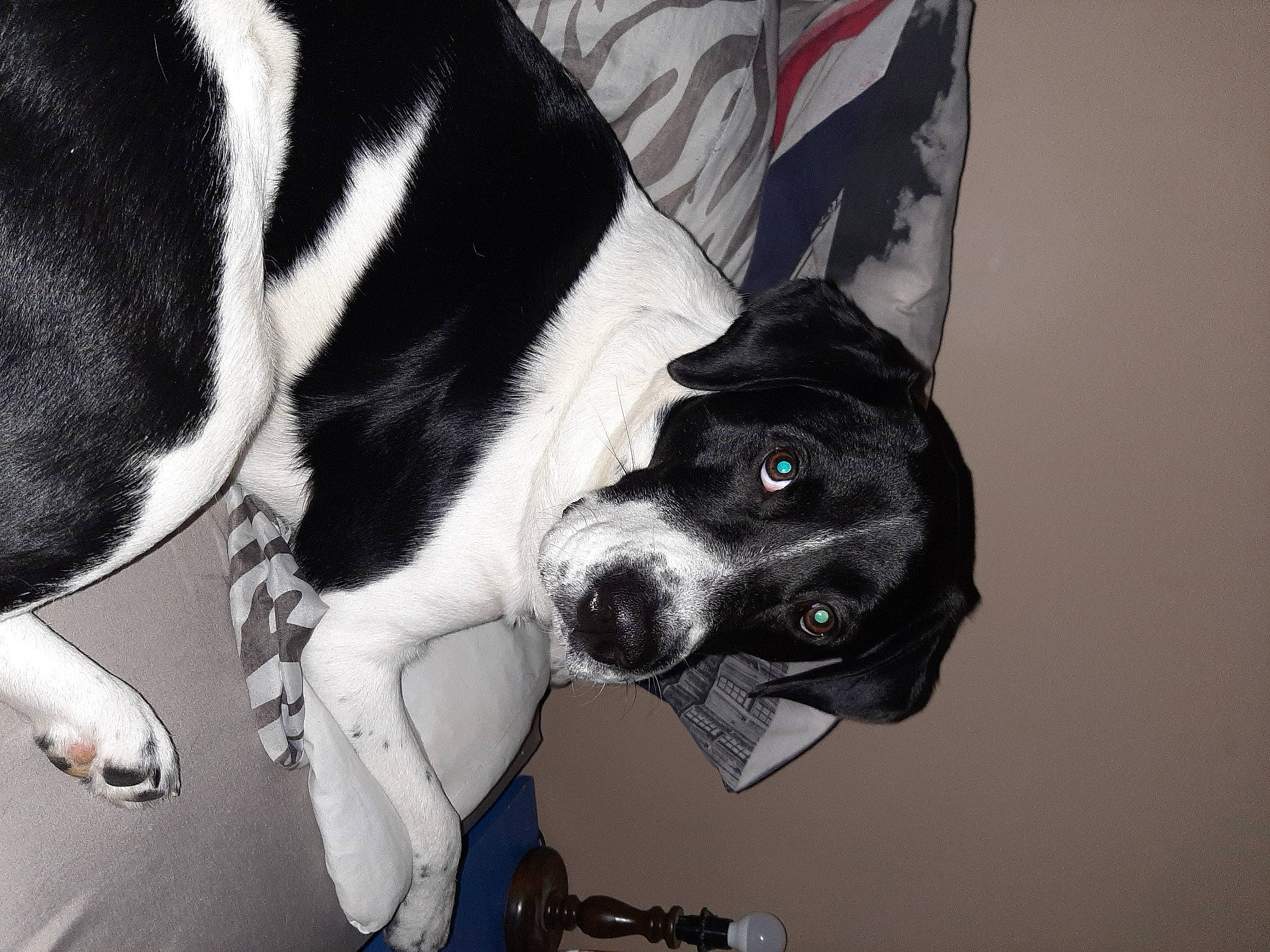 Rasta a rejoint le concours — aidez-le/la à gagner de superbes lots ! carnivore, collar, companion_dog, dog, dog_breed, dog_clothes, dog_collar, dog_supply, fur, guard_dog, leash, monochrome_photography, paw, sleeve, snout, sporting_group, tail, tie, whiskers, working_animal