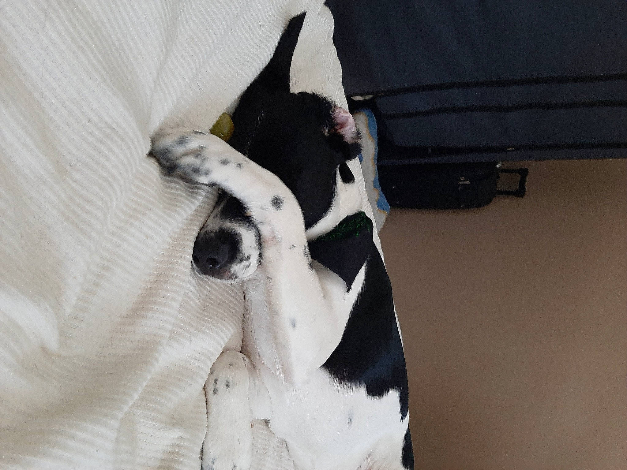 Rasta participe au concours pour gagner de l'argent avec cette photo : bag, carnivore, collar, comfort, companion_dog, dog, dog_breed, dog_collar, fawn, felidae, formal_wear, goggles, grey, pet_supply, sleeve, small_to_medium_sized_cats, snout, sunglasses, whiskers, working_animal