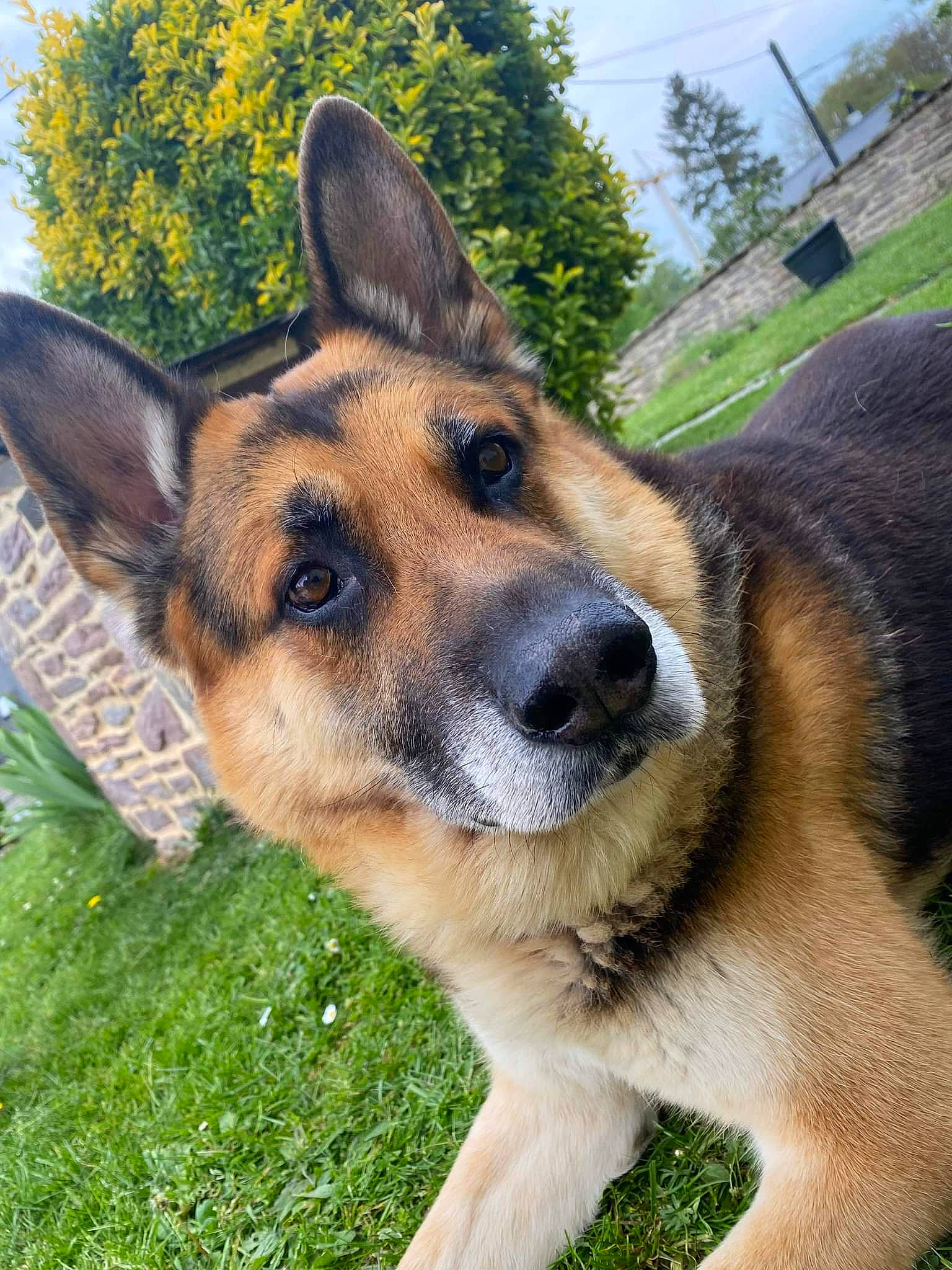 Athos participe au concours pour gagner de l'argent avec cette photo : canidae, carnivore, companion_dog, dog, dog_breed, east_european_shepherd, fawn, fur, german_shepherd_dog, grass, herding_dog, king_shepherd, old_german_shepherd_dog, plant, sky, snout, sporting_group, terrestrial_animal, tree, whiskers