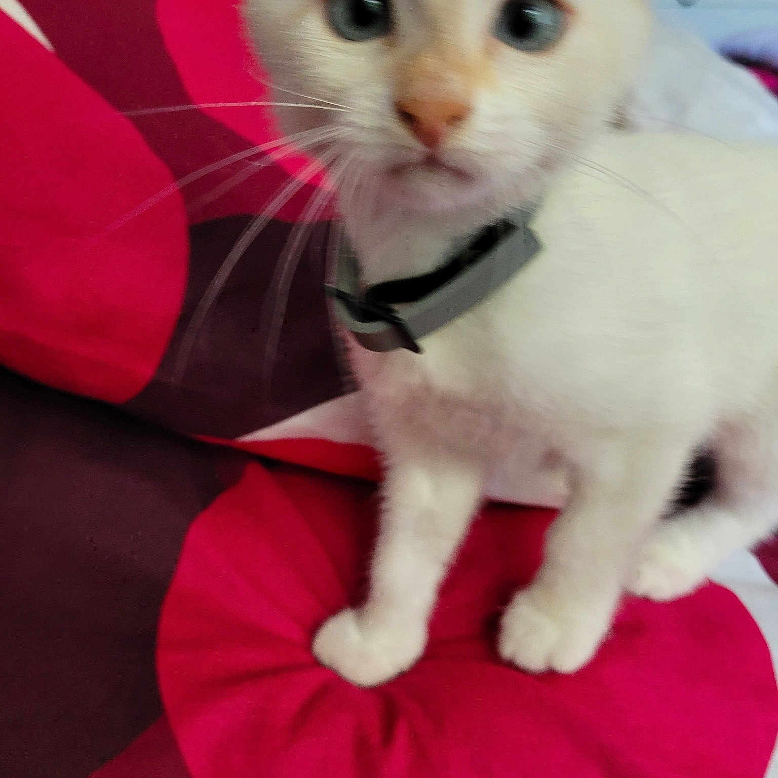 Ninou