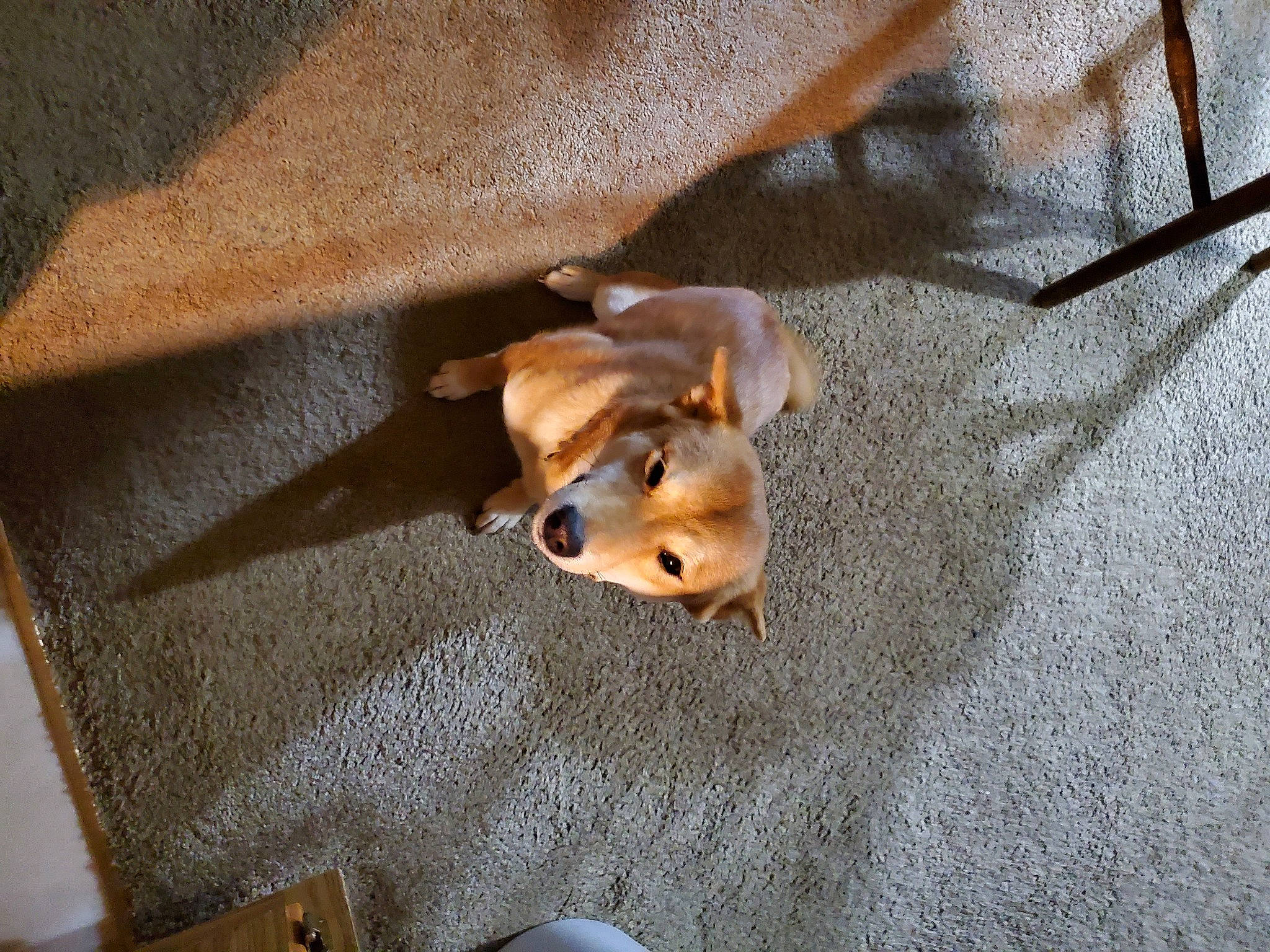 Reba joined the competition — help win amazing prizes! beige, brown, canidae, carnivore, collar, companion_dog, dog, dog_breed, dog_supply, fawn, liver, mammal, pet_supply, shadow, snout, sporting_group, tan, working_animal, working_dog