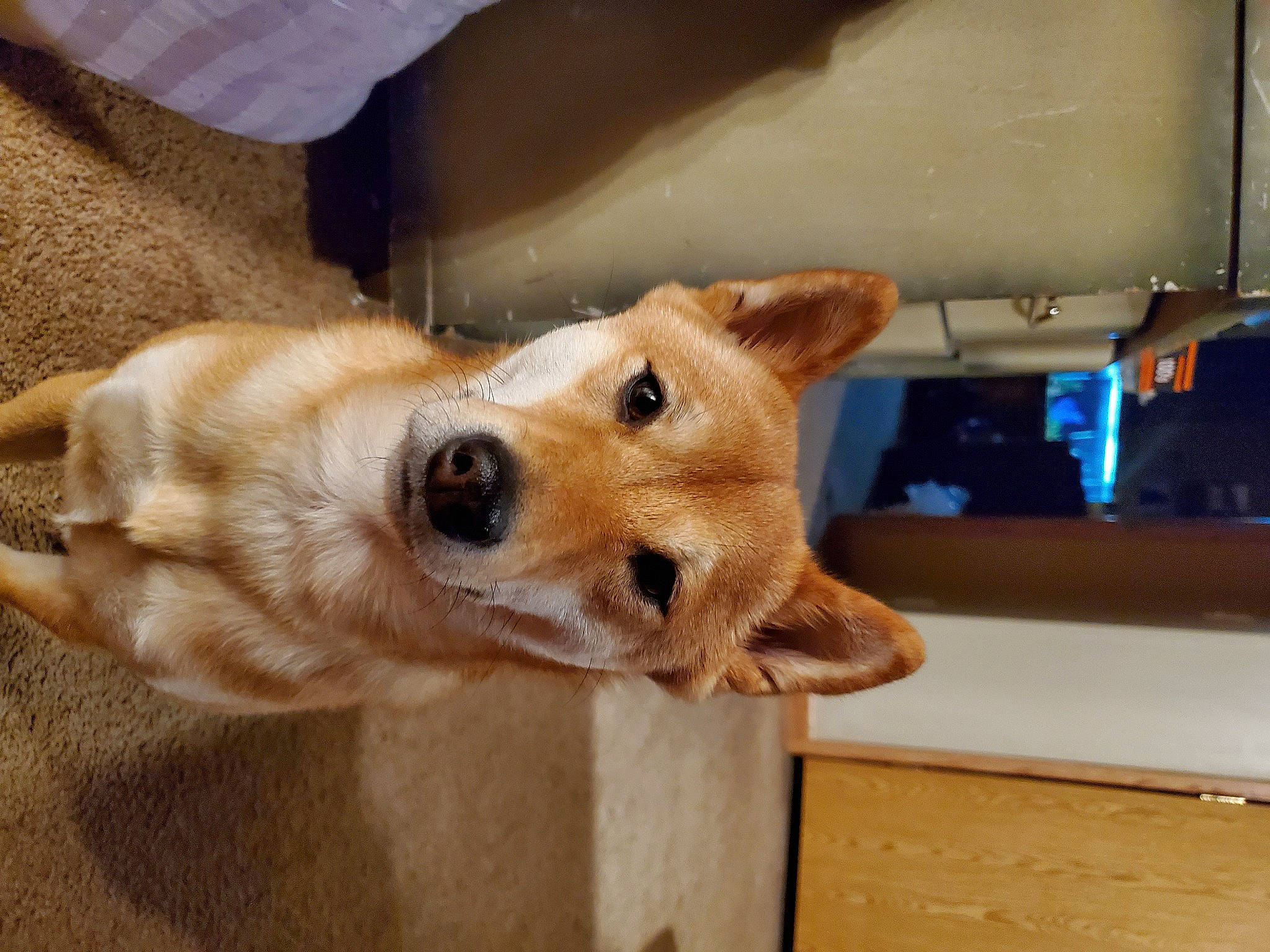 Reba is registered to the contest to win money with this photo: canidae, carnivore, collar, companion_dog, dog, dog_breed, dog_supply, fawn, fur, mammal, pet_supply, plywood, snout, sporting_group, tongue, vertebrate, whiskers, wood_stain, working_animal, working_dog