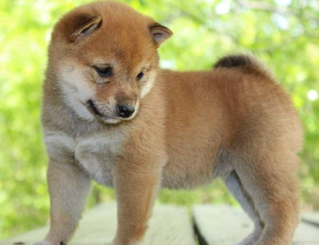 Reba is registered to the contest to win money with this photo: brown, canidae, carnivore, collar, companion_dog, dog, dog_breed, fawn, hokkaido, non_sporting_group, skin, snout, sporting_group, terrestrial_animal, wildlife, working_animal