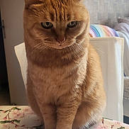 Chipounette a rejoint le concours — aidez-le/la à gagner de superbes lots ! cat, ginger_cat, indoor, table, floral_tablecloth, furniture, chair, pet, animal, whiskers, ears, fur, paws, sitting, cozy, home, rainbow_blanket, wall_art, portrait, thoughtful