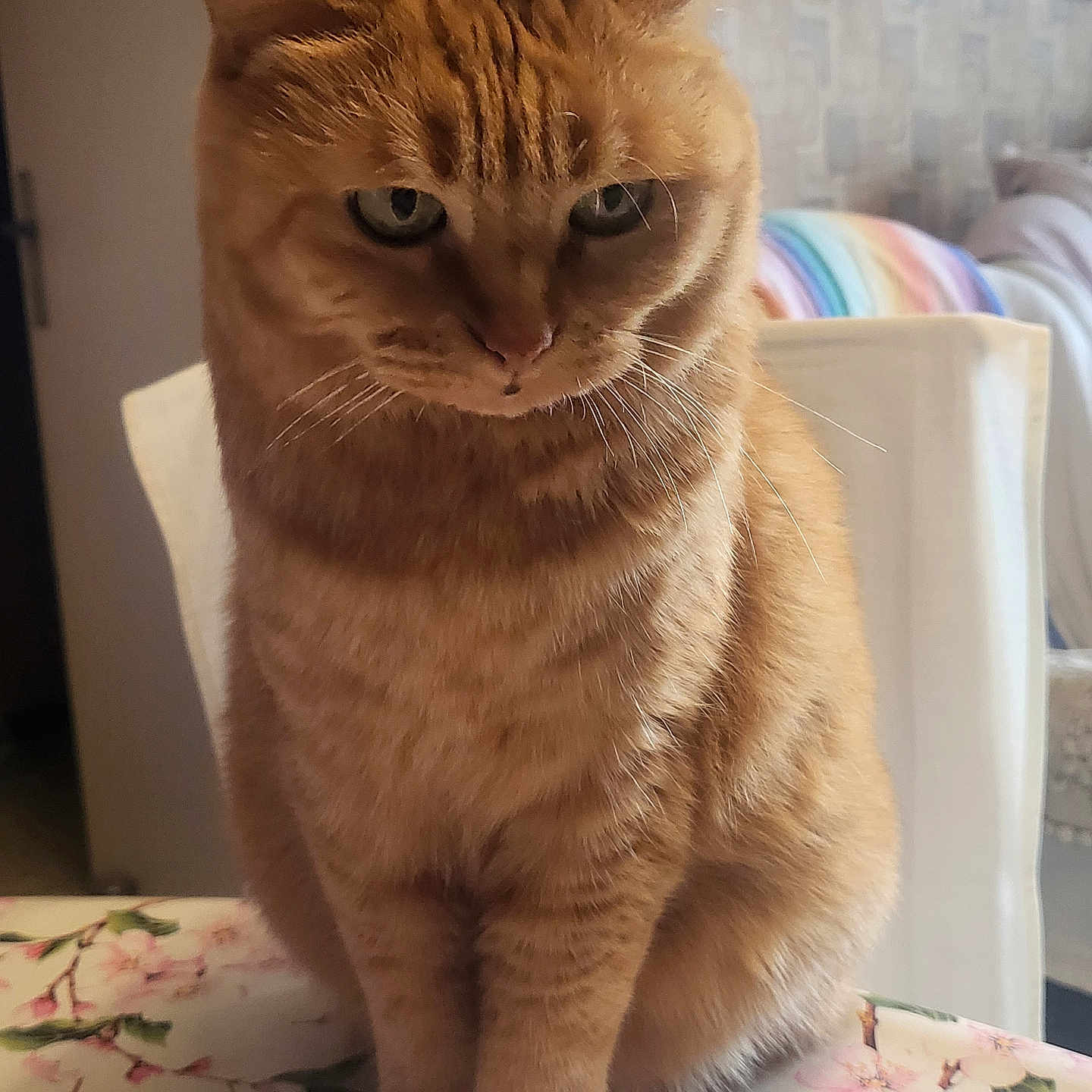 Chipounette a rejoint le concours — aidez-le/la à gagner de superbes lots ! animal, cat, chair, cozy, ears, floral_tablecloth, fur, furniture, ginger_cat, home, indoor, paws, pet, portrait, rainbow_blanket, sitting, table, thoughtful, wall_art, whiskers