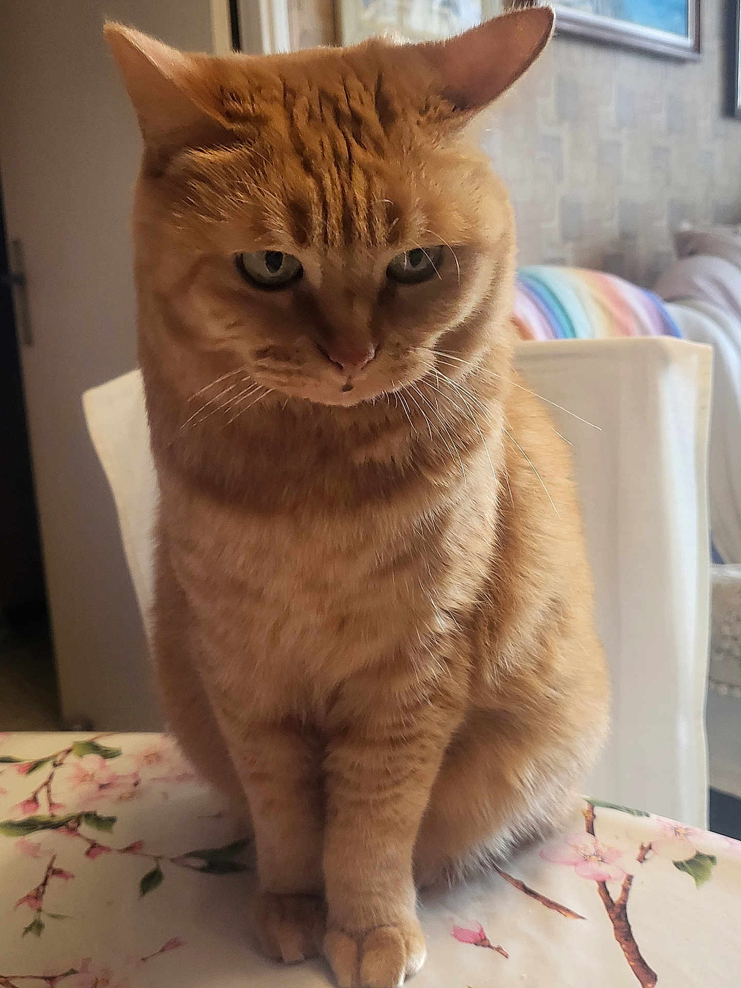 Chipounette a rejoint le concours — aidez-le/la à gagner de superbes lots ! cat, ginger_cat, indoor, table, floral_tablecloth, furniture, chair, pet, animal, whiskers, ears, fur, paws, sitting, cozy, home, rainbow_blanket, wall_art, portrait, thoughtful