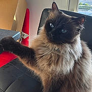 Loulette a rejoint le concours — aidez-le/la à gagner de superbes lots ! cat, siamese_cat, fluffy, blue_eyes, chair, black_chair, paw, indoor, window, cardboard_box, red_chair, furniture, pet, animal, domestic, cute, curious, sitting, raised_paw, home