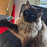 animal, black_chair, blue_eyes, cardboard_box, cat, chair, curious, cute, domestic, fluffy, furniture, home, indoor, paw, pet, raised_paw, red_chair, siamese_cat, sitting, window
