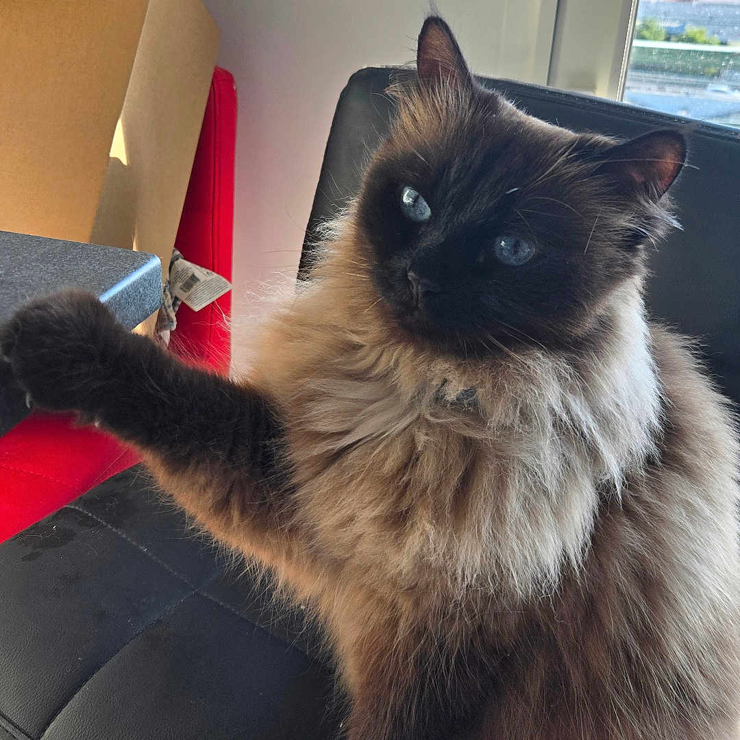 Loulette a rejoint le concours — aidez-le/la à gagner de superbes lots ! cat, siamese_cat, fluffy, blue_eyes, chair, black_chair, paw, indoor, window, cardboard_box, red_chair, furniture, pet, animal, domestic, cute, curious, sitting, raised_paw, home