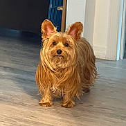 Toby joined the competition — help win amazing prizes! adorable, alert, animal, brown, canine, companion, cute, dog, domestic_animal, ears_up, floor, fur, home, indoor, long_hair, looking, pet, small_dog, standing, wooden_floor