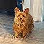 adorable, alert, animal, brown, canine, companion, cute, dog, domestic_animal, ears_up, floor, fur, home, indoor, long_hair, looking, pet, small_dog, standing, wooden_floor