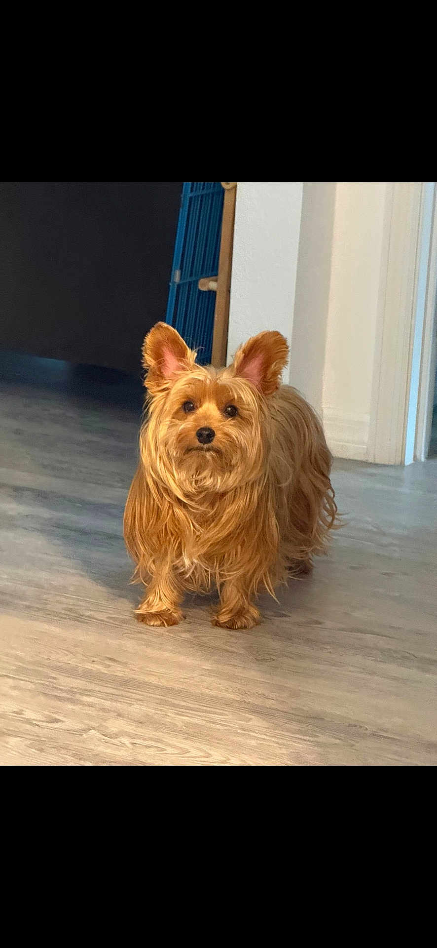 Toby