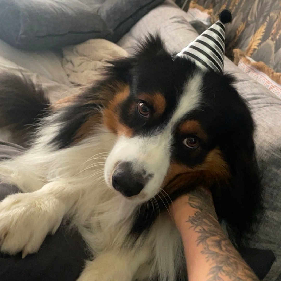 Tao a rejoint le concours — aidez-le/la à gagner de superbes lots ! animal, bed, canine, cockerspaniel, couch, cushion, dog, face, furniture, head, homedecor, indoors, interiordesign, person, pet, photography, portrait, puppy, skin, tattoo