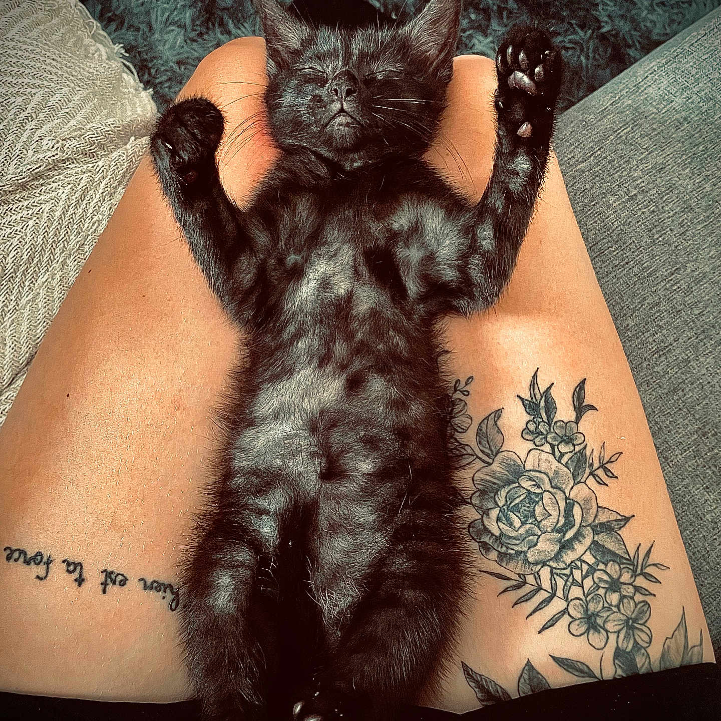 Balou participe au concours pour gagner de l'argent avec cette photo : kitten, black_cat, sleeping, tattoo, legs, paw, feline, pet, indoor, relaxing, cute, small_animal, fur, resting, cozy, home, carpet, couch, human_skin, animal