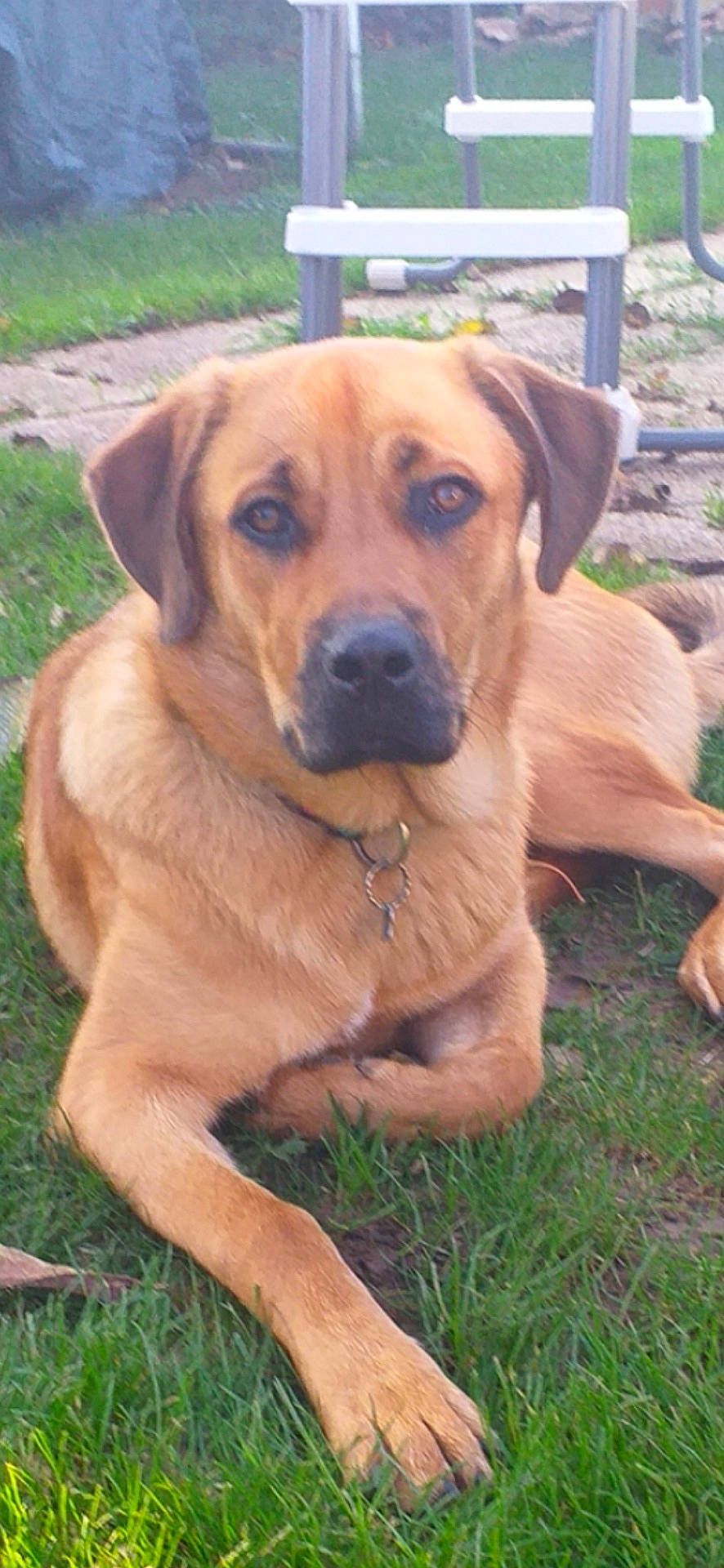 Vaïna participe au concours pour gagner de l'argent avec cette photo : animal, brown, canine, collar, daylight, dog, ears, face, fur, grass, laying_down, looking, muzzle, nature, outdoor, paw, pet, quiet, resting, sidewalk