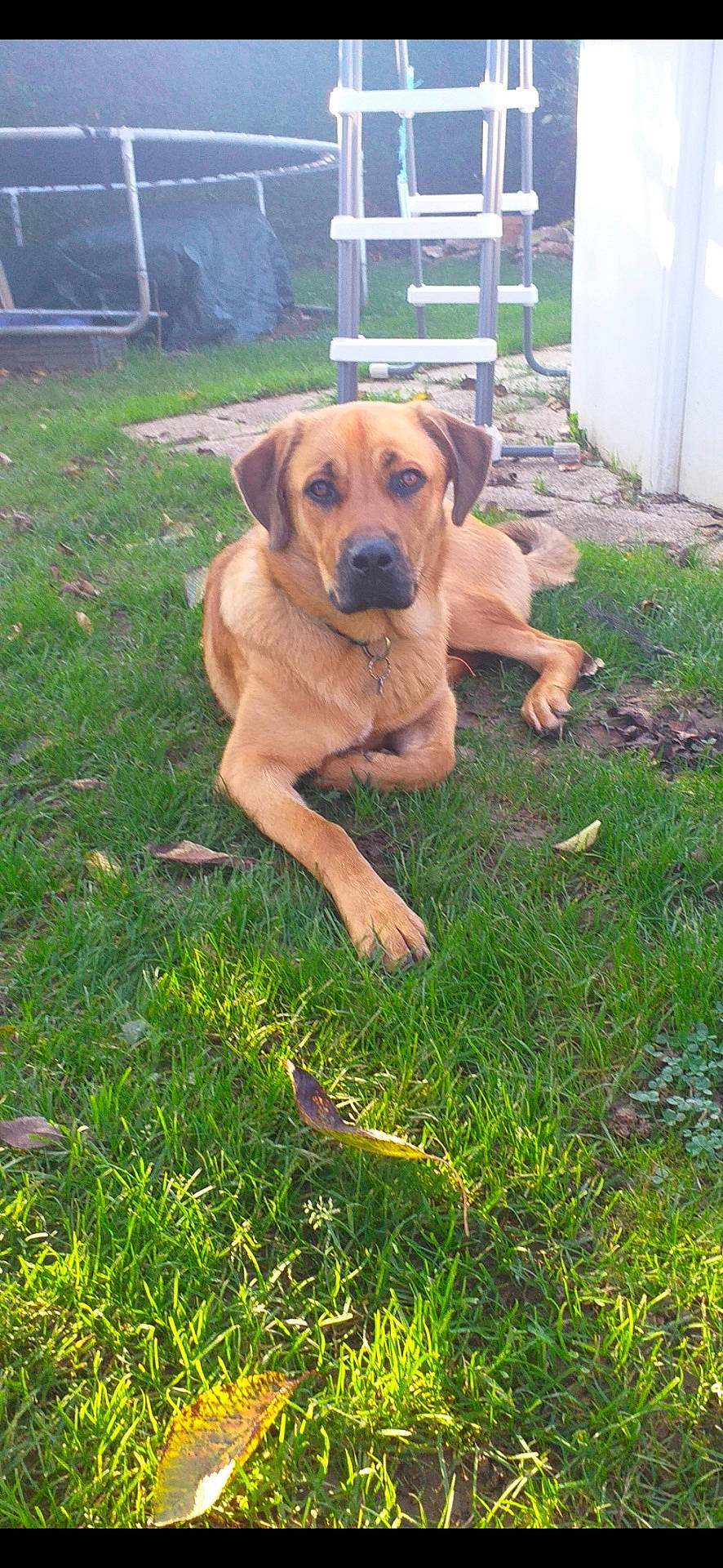 Vaïna a rejoint le concours — aidez-le/la à gagner de superbes lots ! animal, backyard, canine, collar, dog, domestic_animal, fur, grass, greenery, ladder, leaves, mammal, nature, outdoor, pet, relaxed, resting, summer, sunlight, trampoline