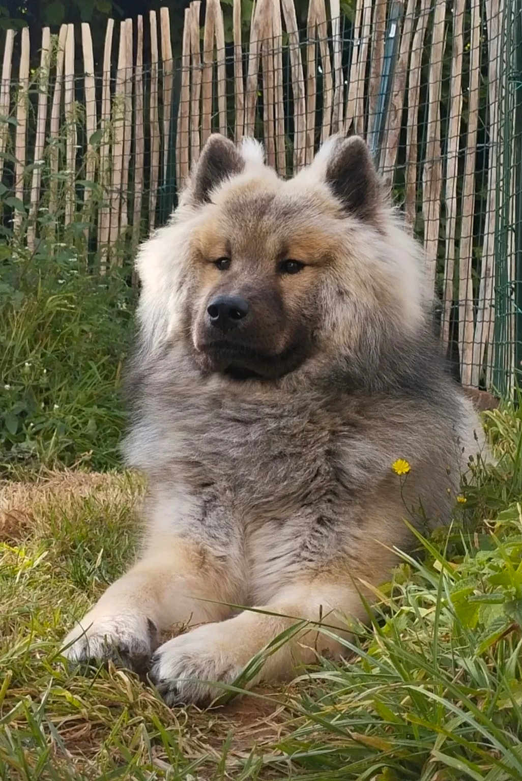 Vucky participe au concours pour gagner de l'argent avec cette photo : dog, fluffy, grass, outdoor, fence, nature, pet, canine, animal, portrait, relaxed, brown, greenery, fur, paw, cute, resting, summer, garden, peaceful